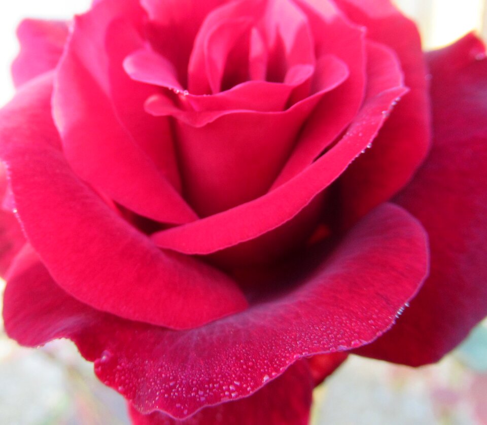 Open rose dew