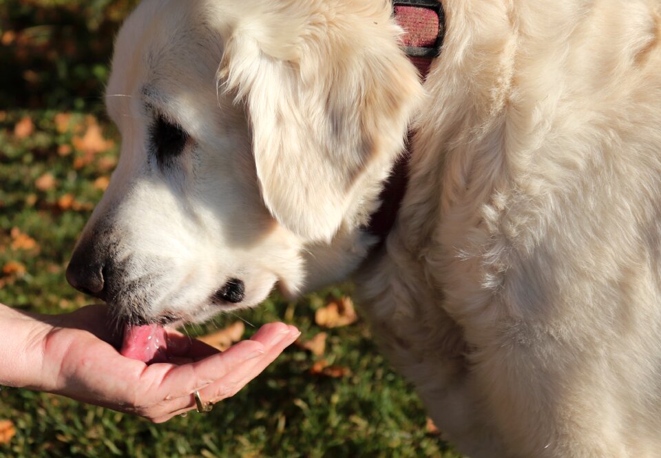 Golden retriever female tongue