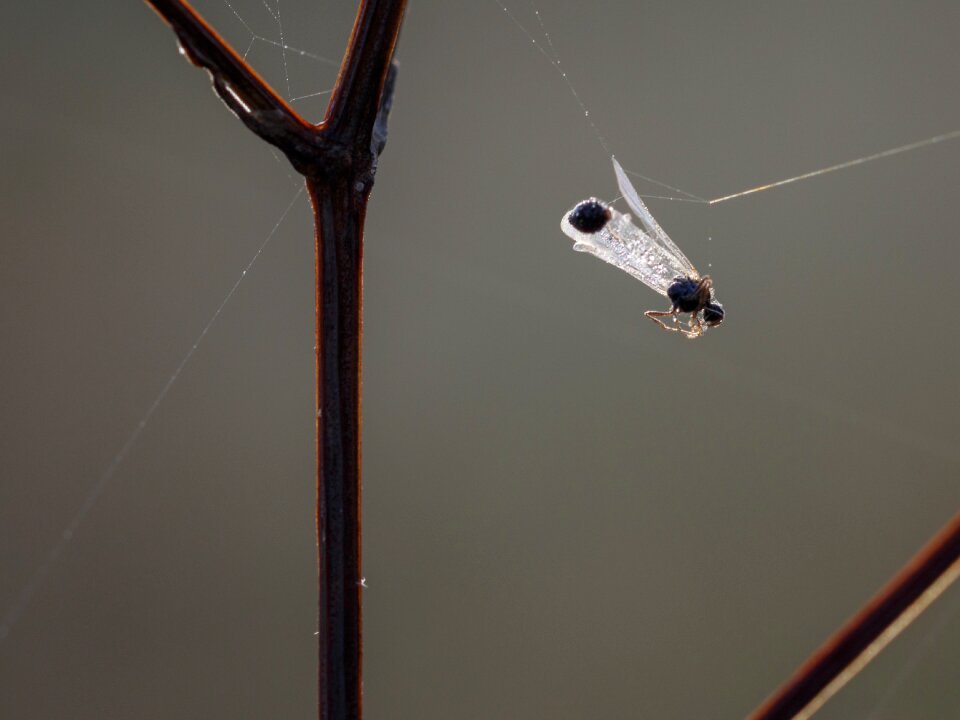 Nature wing macro photography