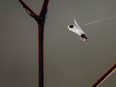 Nature wing macro photography