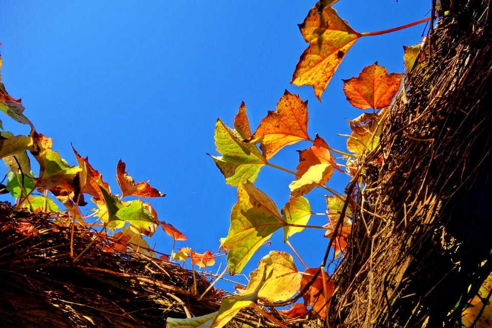 Autumn leaves frame blue sky