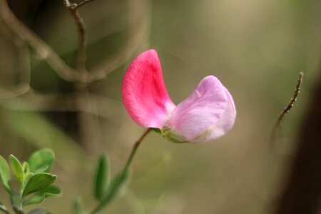 Green pink flowers