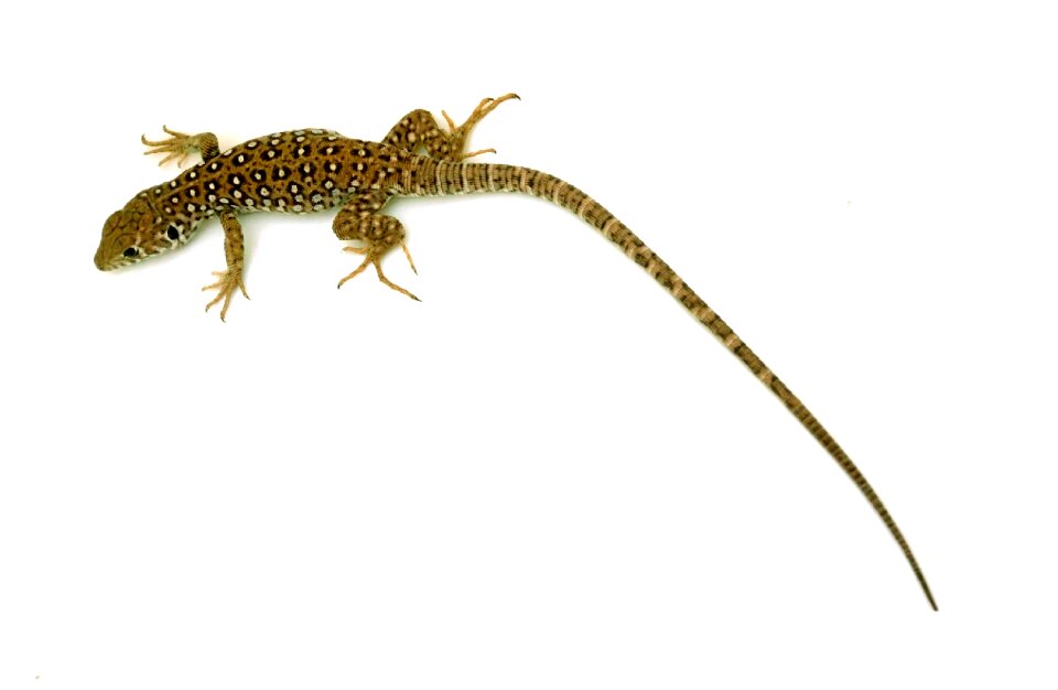 Reptile animal fauna