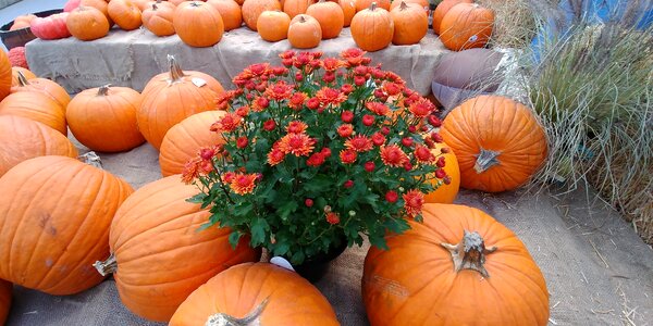 Pumpkins bloom flower