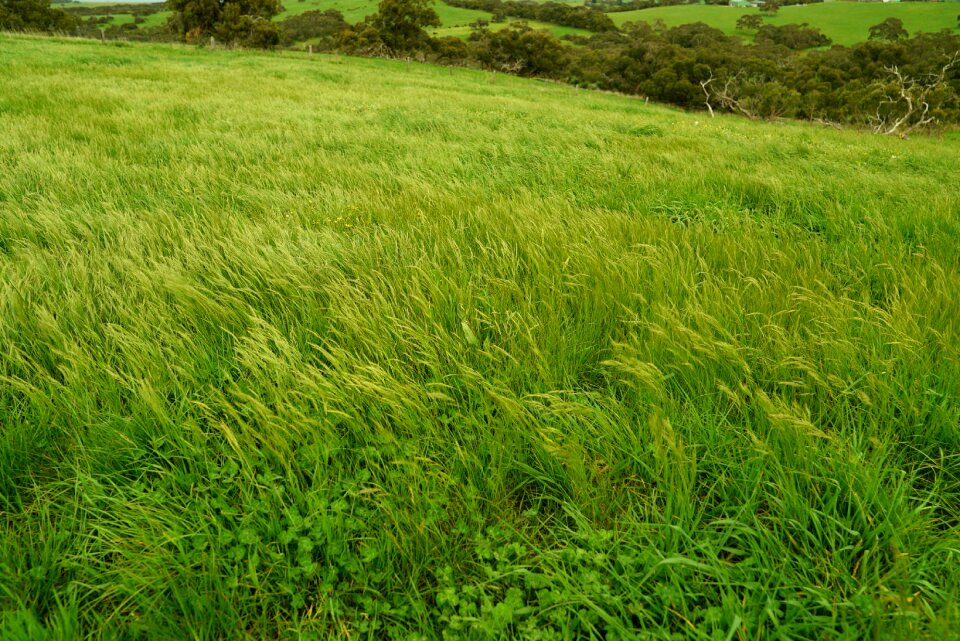 Rural farmland scenic