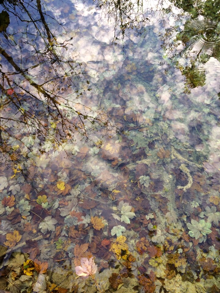 Waterfall leaves tree