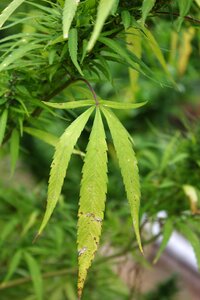 Plant cannabis intoxicant