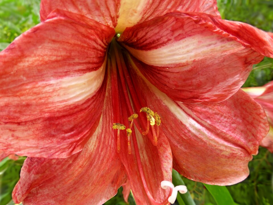 Petals red blooming