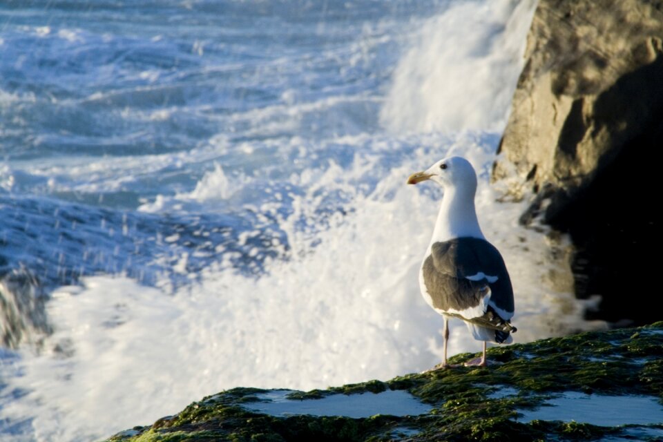 Nature seagull ocean