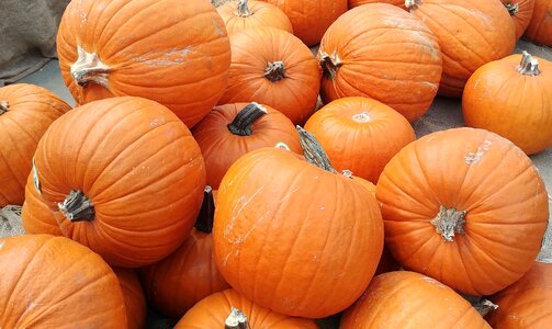 Holiday season harvest