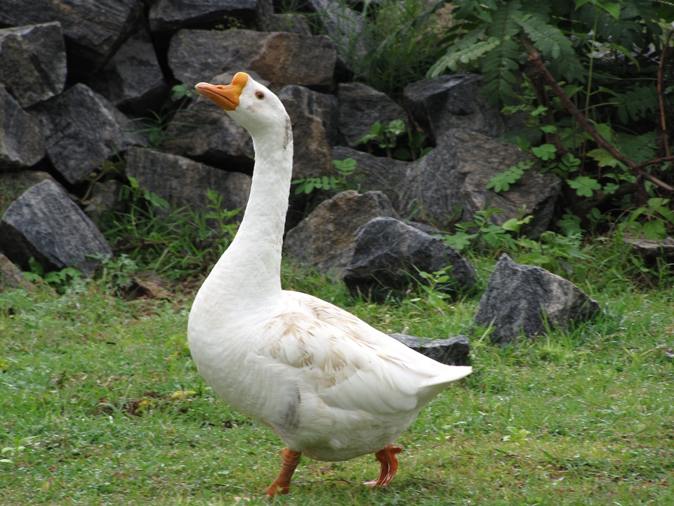 Water bird bird fly