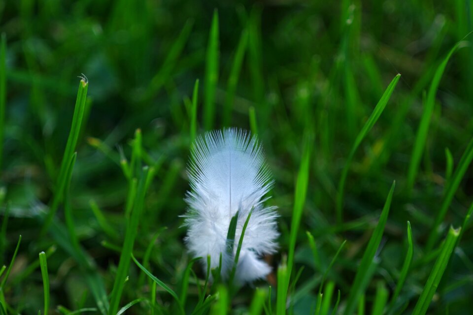 Slightly fluffy grass