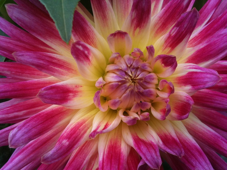 Blossom flower dendranthema