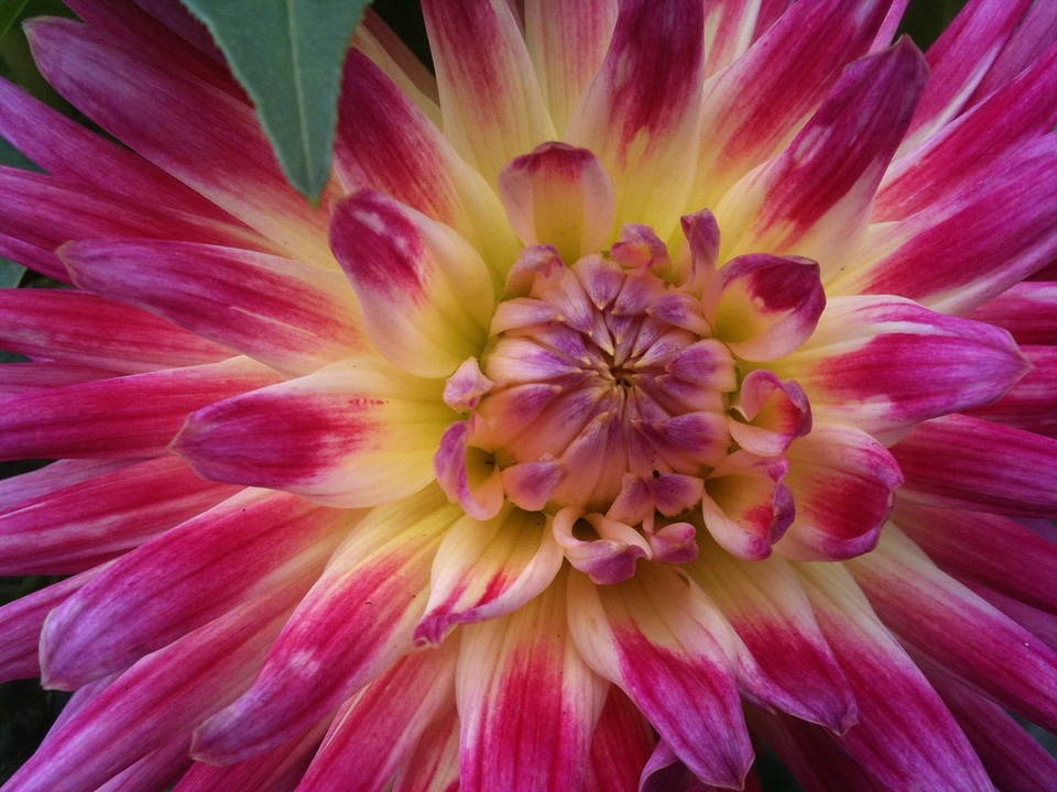 Blossom flower dendranthema photo