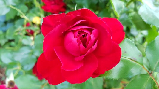 Red rose flower close up