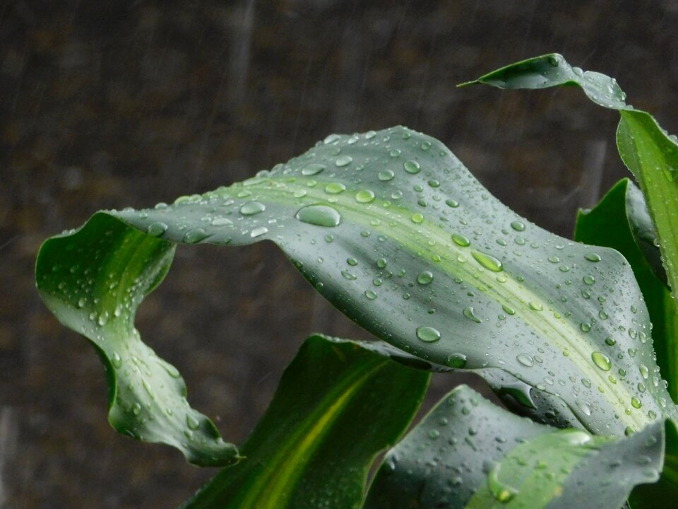 Green leaf vegetation rain