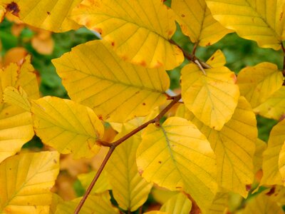Autumn colours fall colours