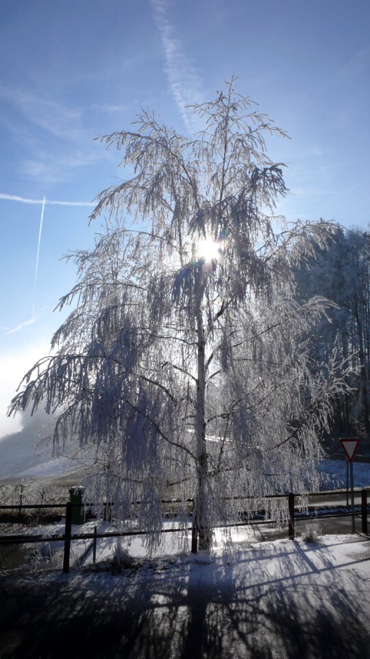 Sun nature frost photo