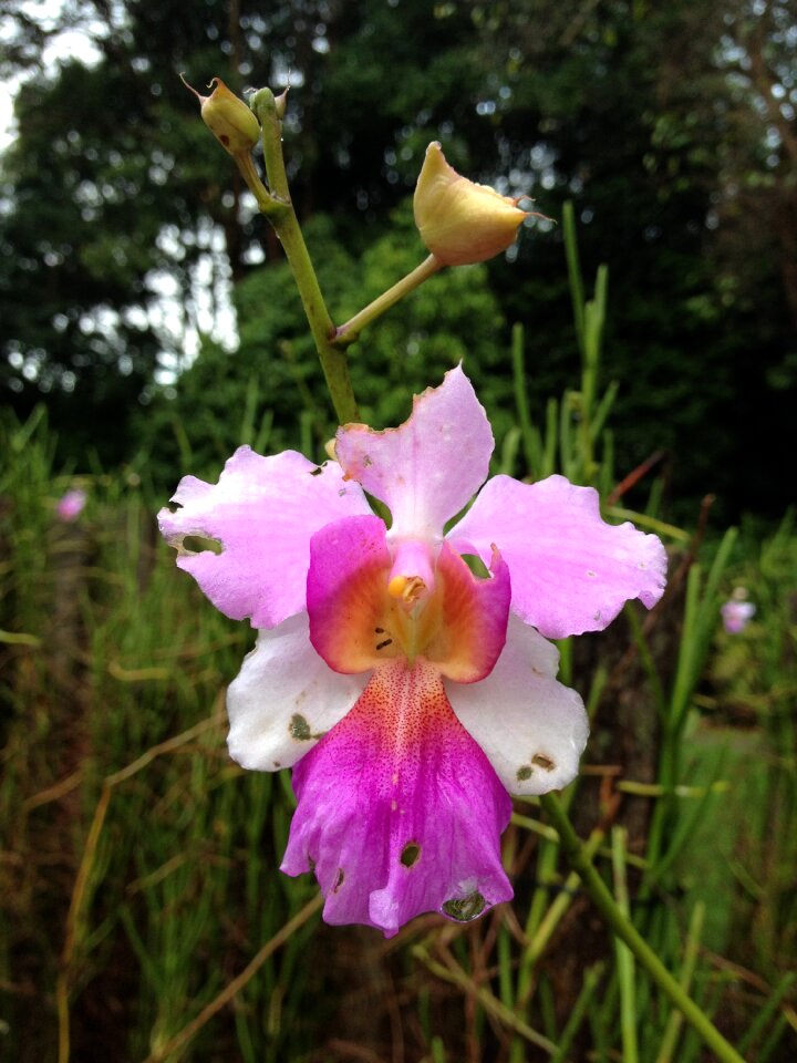 National flower singapore