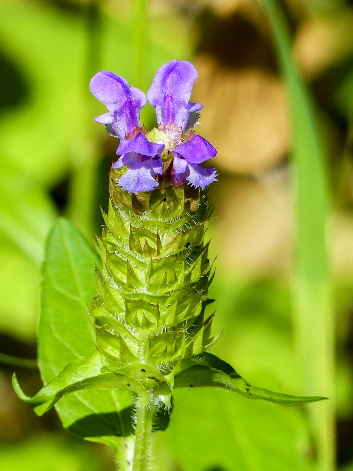 Tiny plant meadow photo