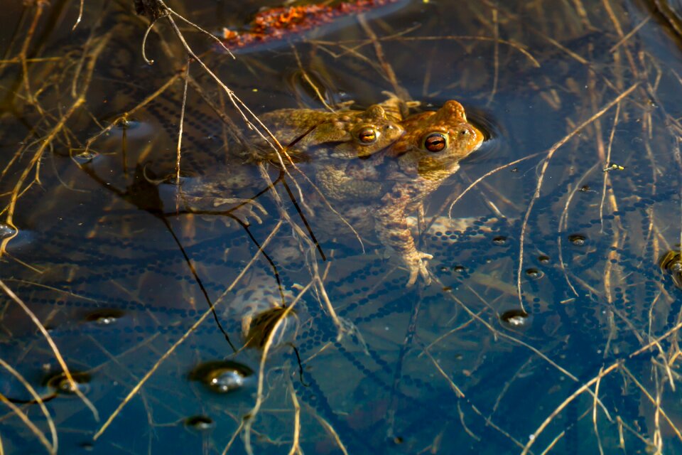 Mating season spawning cord water