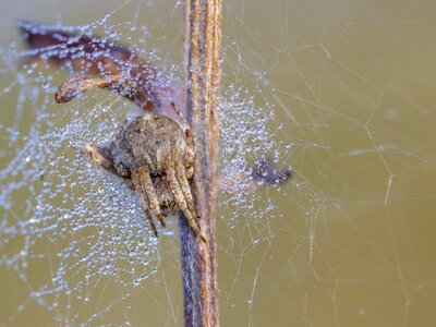 Insect web animal