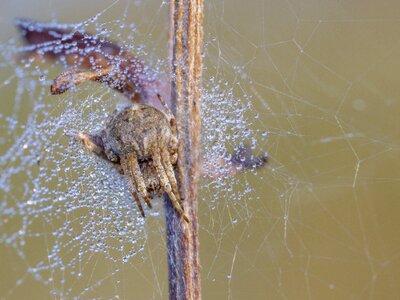 Insect web animal photo