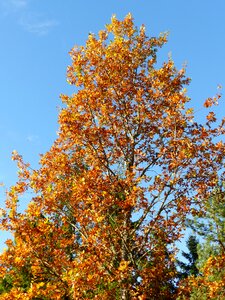 Leaf colors autumn