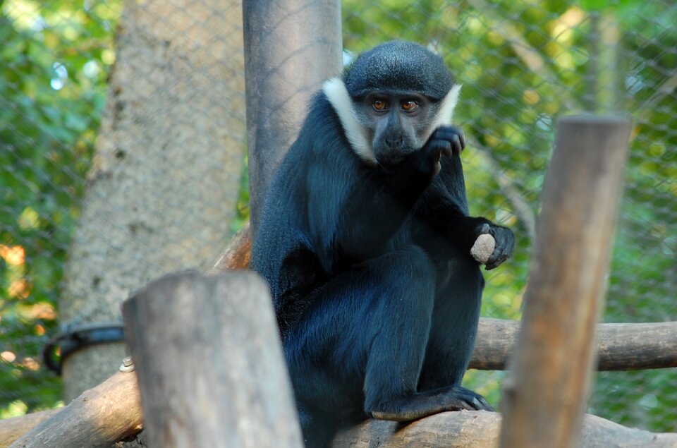 Nature animals apes