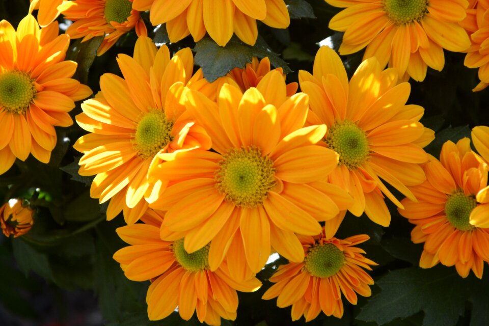 Yellow flowers flowers nature