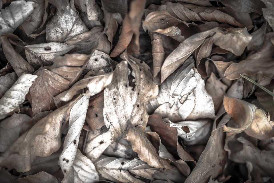 Dried leaves autumn