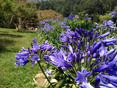 Garden garden-botanical south america