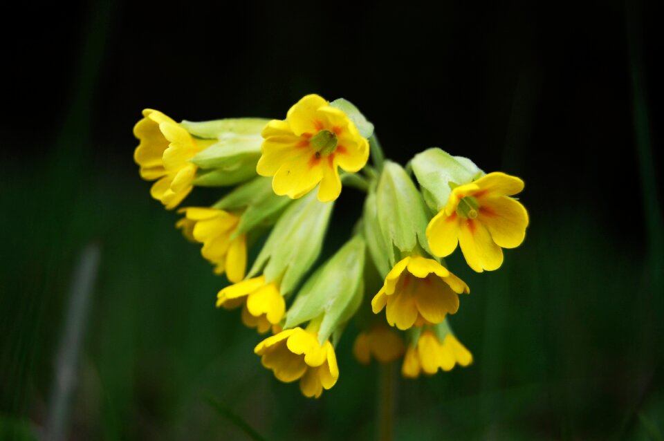 Wildflower primrose spring