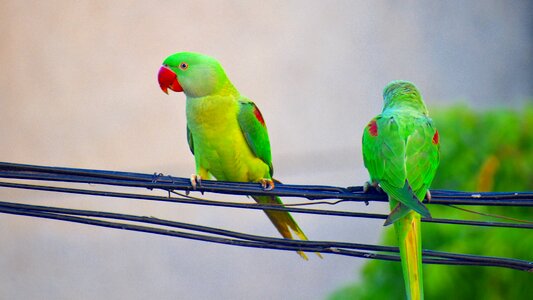 Bird red beak photo