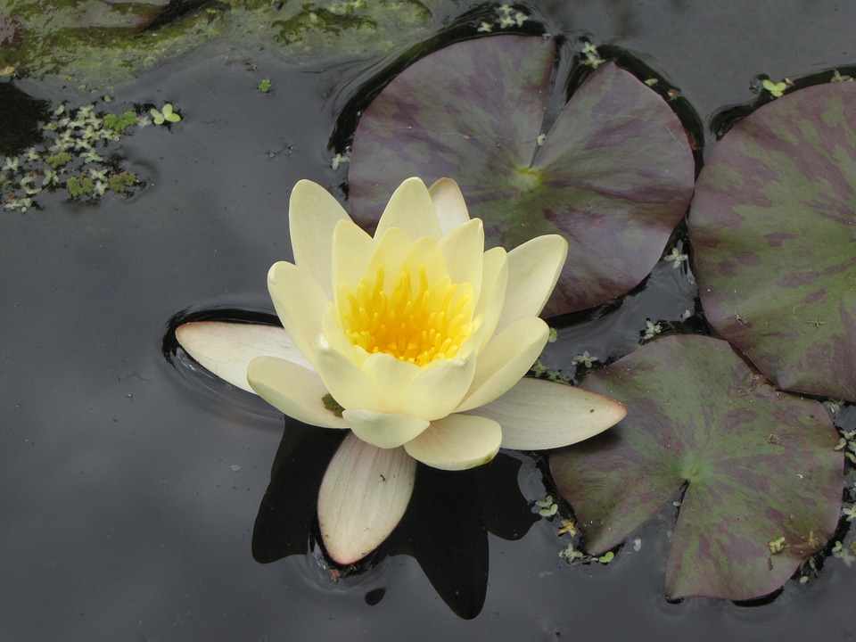 Flowers lilies water