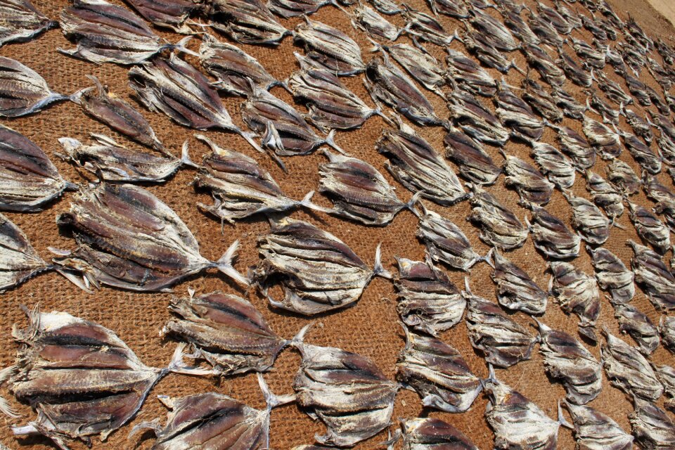 Sri lanka fish beach
