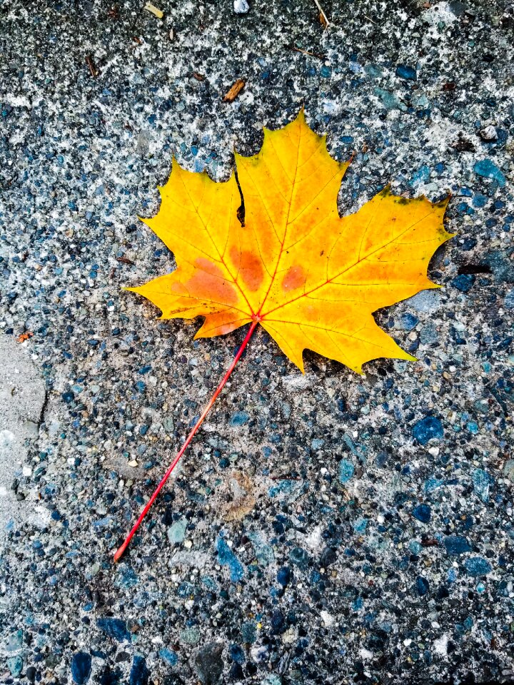 Outdoor maple leaf fall season