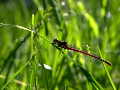 Nature flight insect halm