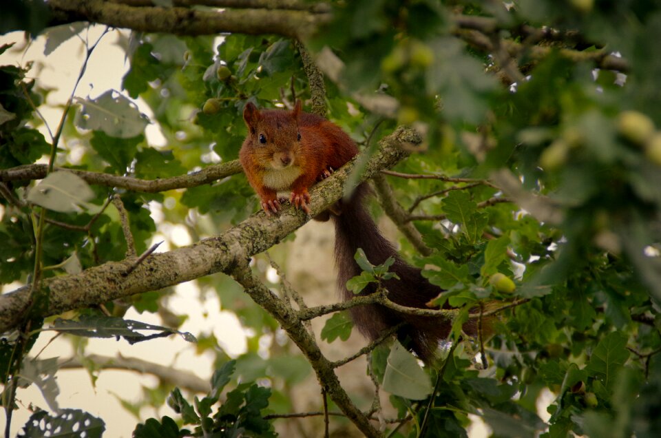Forest rodent possierlich