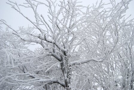 Tree snow winter mood photo