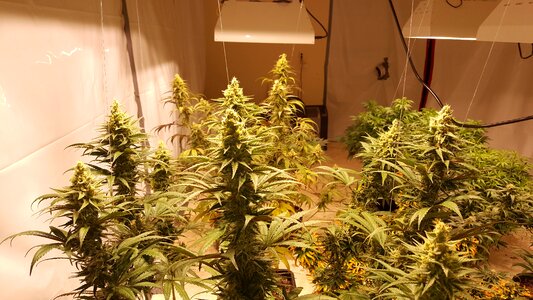 Grow marihuana