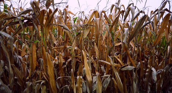 Fall fields agriculture photo