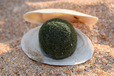 Pearl sea sand