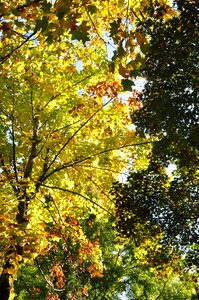 Autumn autumn leaves landscape photo