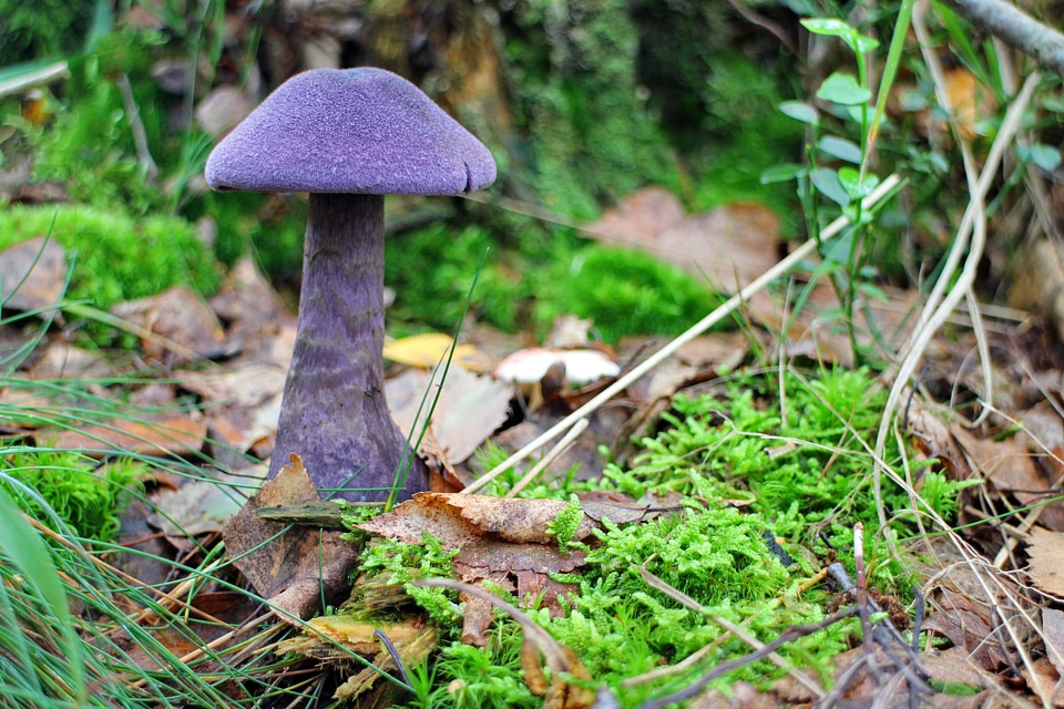 Midnight mushroom dunkelvioletter dick athlete's foot dick foot