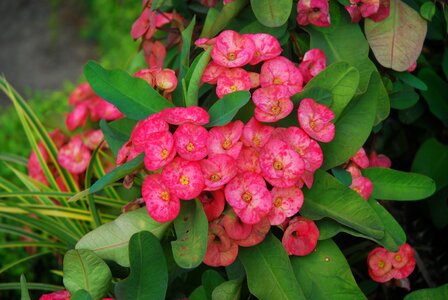 Plants nature malaysia
