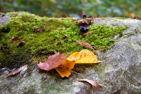 Autumn leaves landscape photo