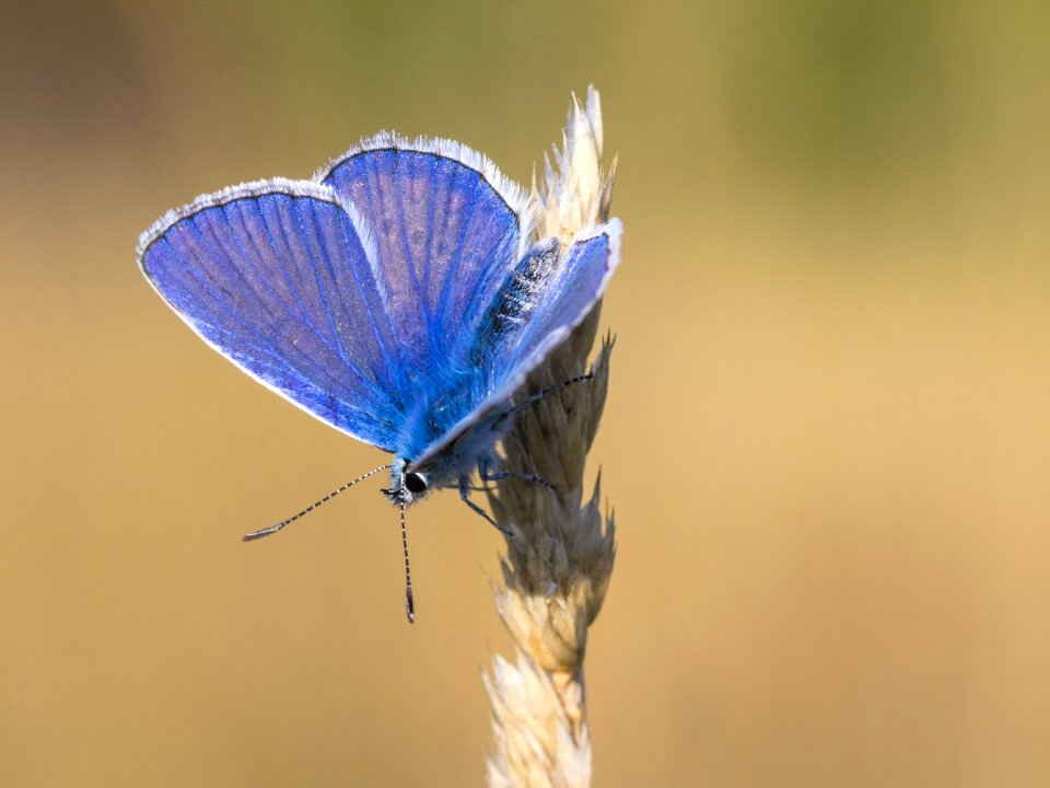 Close up animal nature