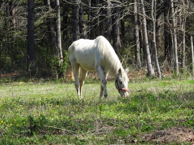 Nature farm field photo