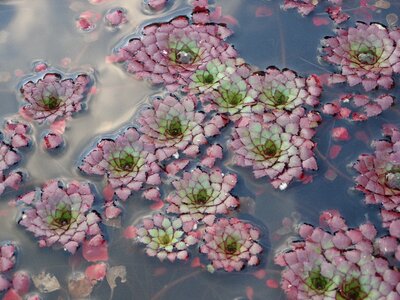 Nature growth summer
